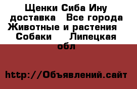 Щенки Сиба Ину доставка - Все города Животные и растения » Собаки   . Липецкая обл.
